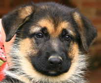 Sundaneka Cosmic Dancer