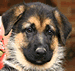 German Shepherd Puppy
