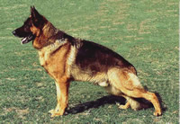 German Shepherd Dog Sundaneka Ned Kelly