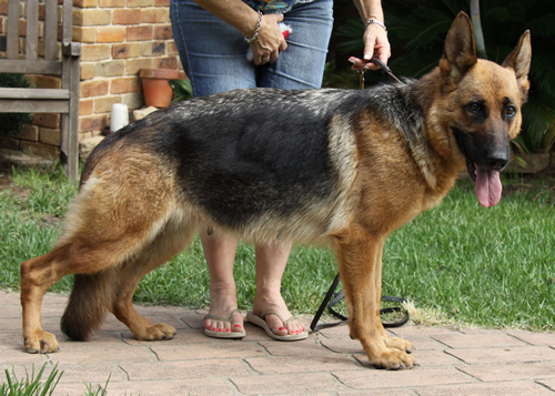 Sundaneka TANGERINE DREAM