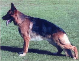 German Shepherd Aimsway Abacus