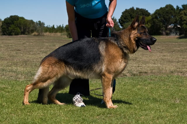 German shepherd Ch. Lashadas Ace of Hearts