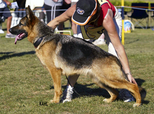 German Shepherd Sundaneka Bonnie Belle