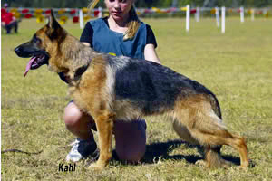German Shepherd Sundaneka Calypso Queen