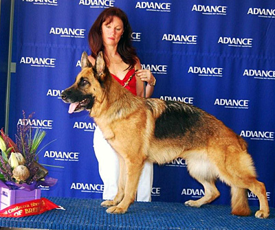 German Shepherd Sundaneka Calypso Queen