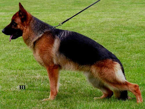 German Shepherd Dog Cayos von Noriswand