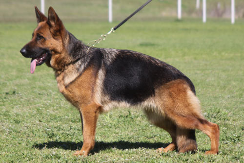 Sundaneka TEQUILA SUNRISE