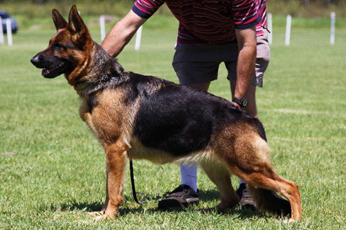 Sundaneka SHOOTING STAR