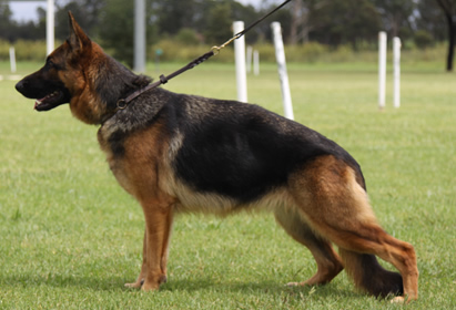 Sundaneka BELLE DONTE