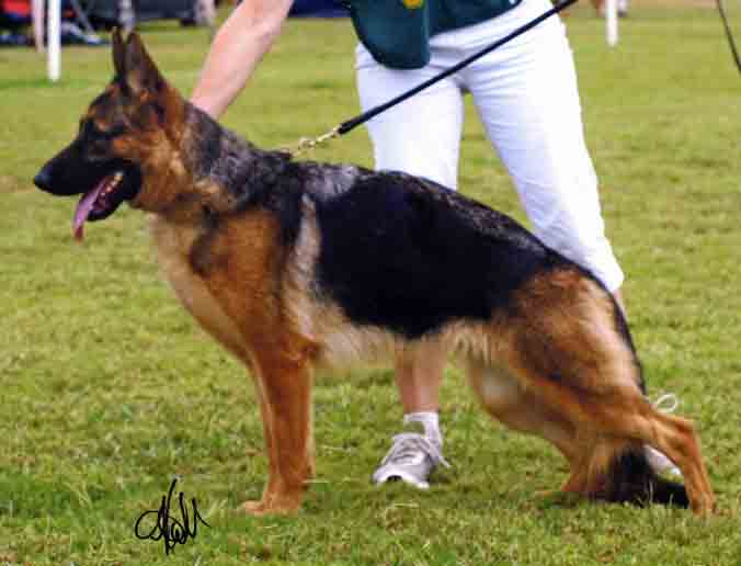 Sundaneka Izzy Stardust