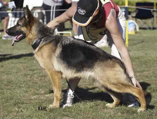 German Shepherd Sundaneka Bonnie Belle