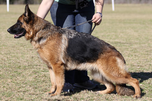 Sundaneka QUEEN OF HEARTS