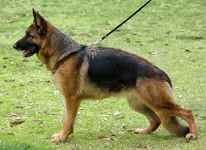 German Shepherd Sundaneka Burmuda Rose
