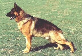 German Shepherd Sundaneka Ned Kelly