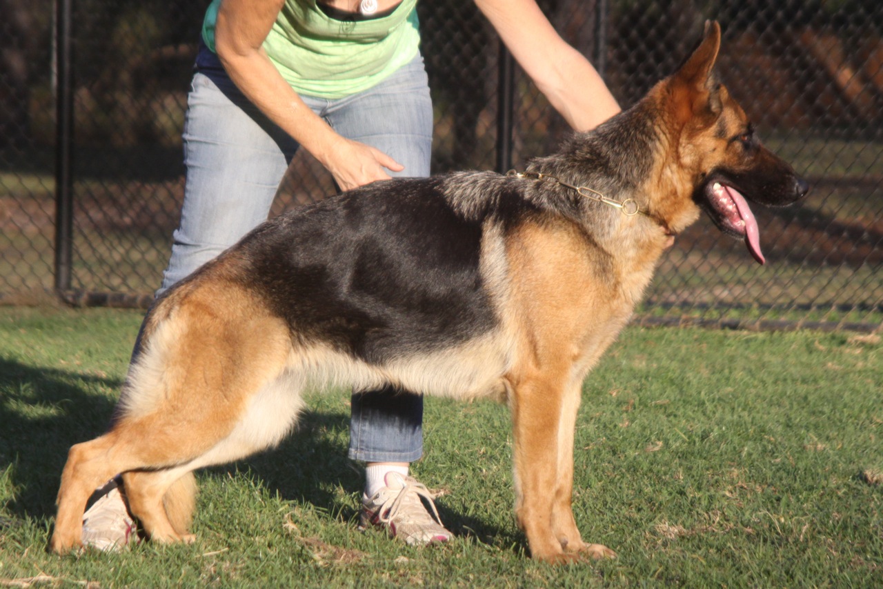 Sundaneka POSCAS PROTEGE