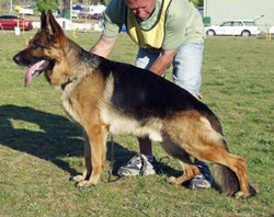 German Shepherd Sannjesa Crusty Demon