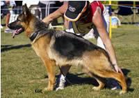 Sundaneka Bonnie Belle