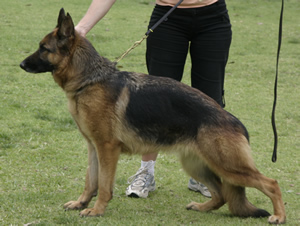 German Shepherd Sundaneka Burmuda Rose