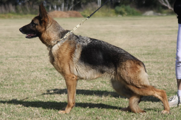 Sundaneka QUEEN OF HEARTS