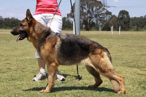 Sundaneka Gheisha Girl