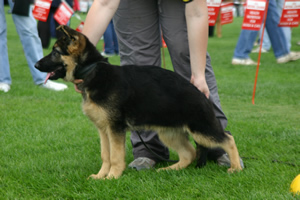 German Shepherd Sundaneka Izzy Stardust