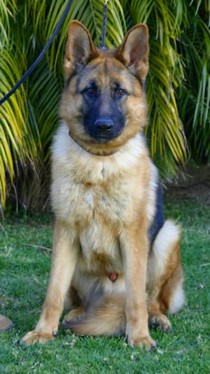 German Shepherd Sundaneka Eiko
