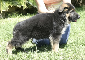 SUNDANEKA HIGH RANSOM