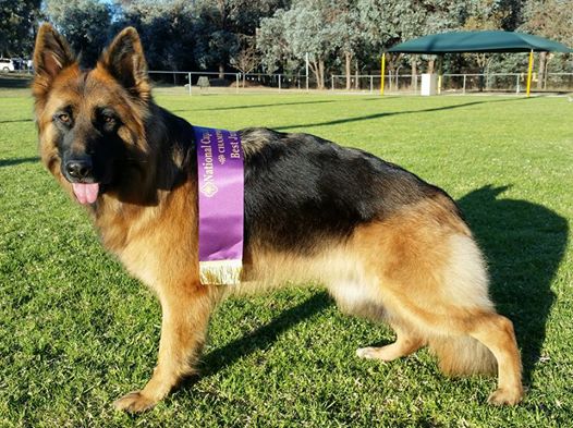 CH Hillmagic Golden Calypso AZ