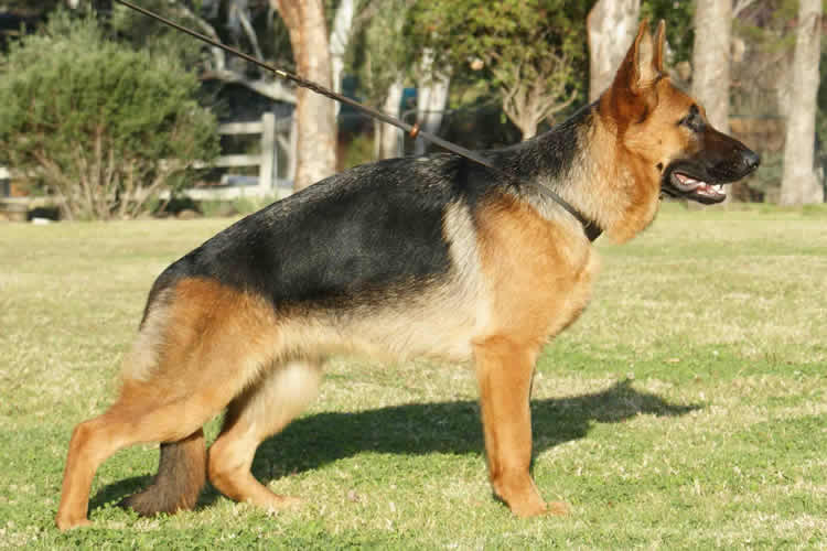 Chrisnat Fiercely Serious