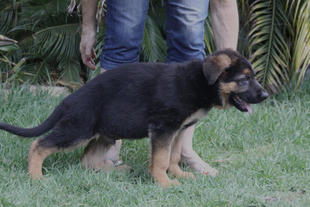 sundaneka_Valiant_Ustinov