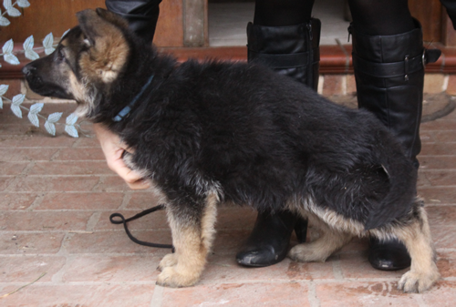 SUNDANEKA_FLEETWOOD_MAC_2014