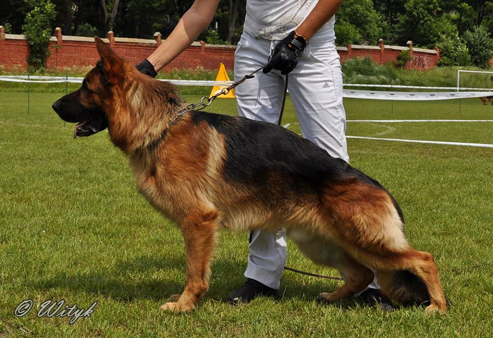 IROK_DI_CASA_MASSARELLI