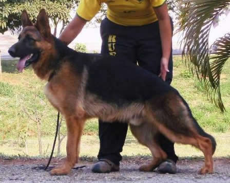 SG1 SIEGER BRASIL Kimbo von Dezurko