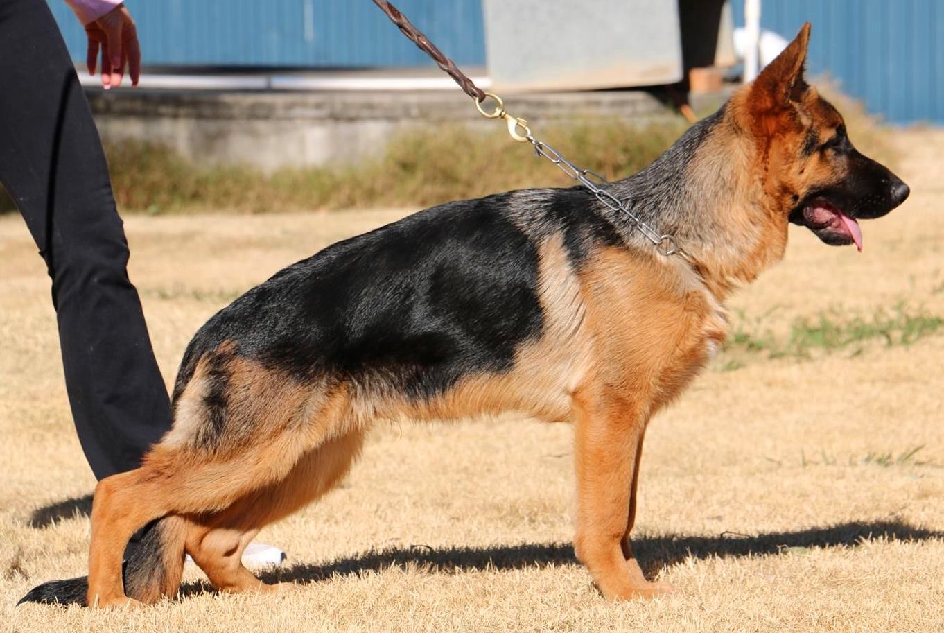 Leishjaclyn_Reign_Dancer