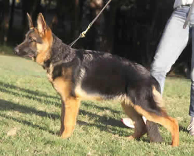 Sundaneka_Bella_Donte