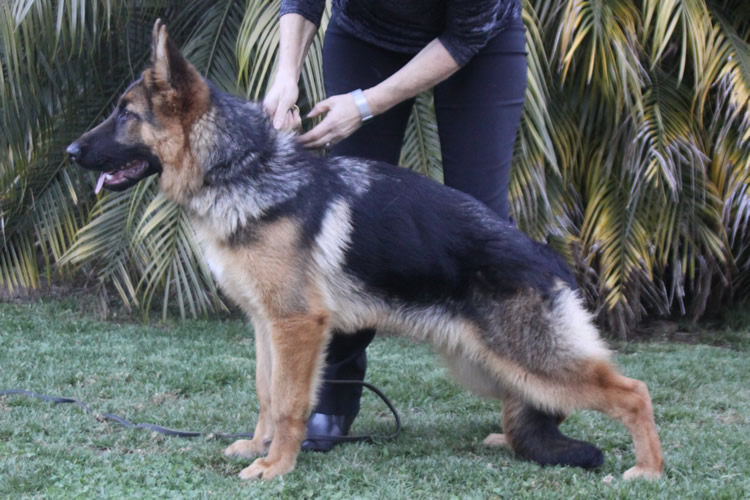 SUNDANEKA CALYPSOS COC COLADA