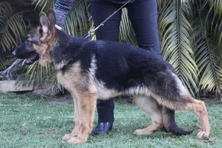 Sundaneka_Electric_Blue