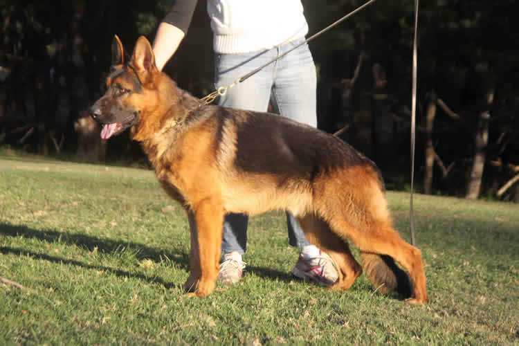 Sundaneka Valiant Ustinov