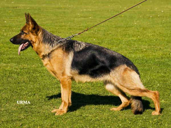 Xissi von der Schanzlache