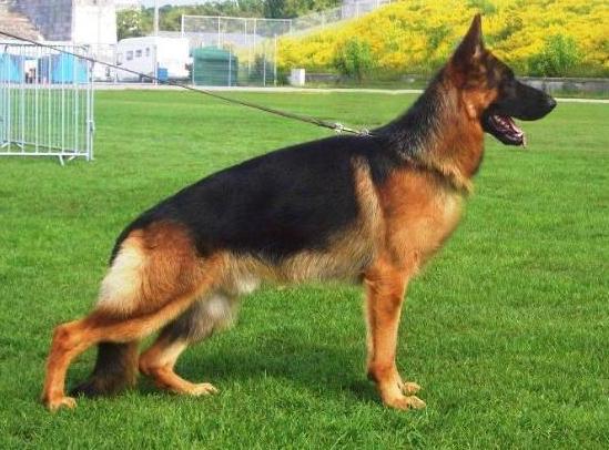 VA1 (SG PERÚ 2013) Zam Von Ben Harten