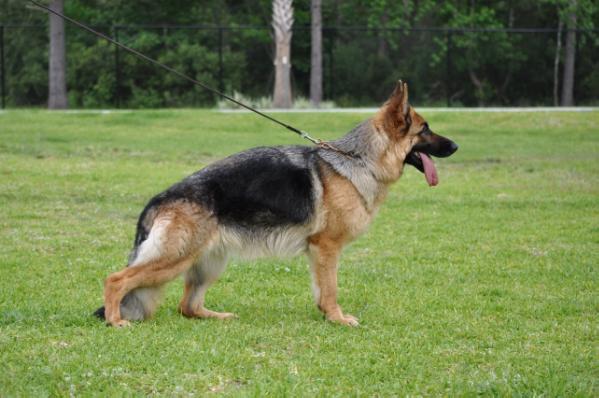 Wianna_vom_Osterberger-Land