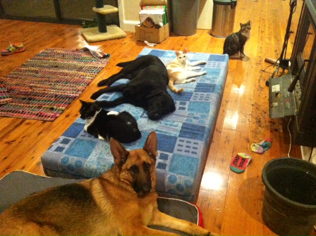 SUNDANEKA HOCUS POCUS